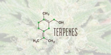 1L - 1000ml amnesia terpenes