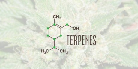 1L - 1000ml Skywalker OG terpenes